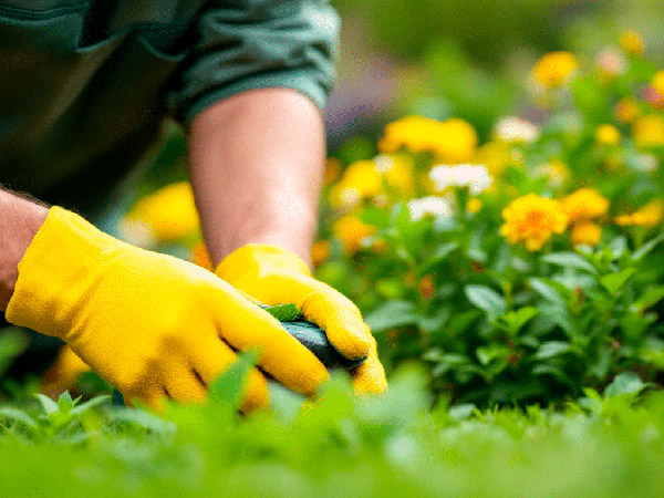 Servicio Paisajismo y Jardinería RCC
